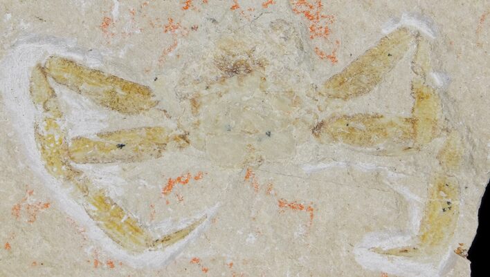 Cretaceous Fossil Crab (Geryon) - Lebanon #173165